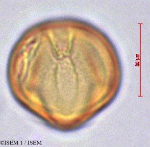ISEM 1/Siphocampylus_sp_29010/Siphocampylus_sp_29010_0001(copy)_thumb.jpg